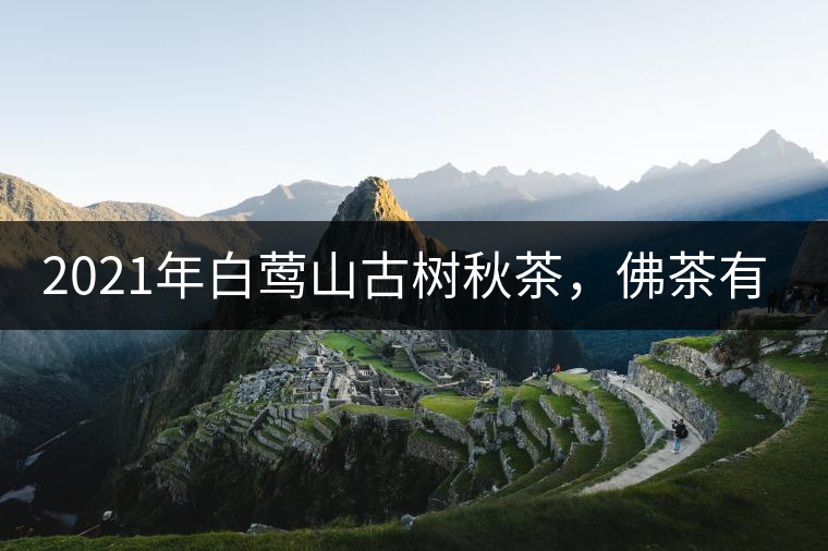 2021年白鶯山古樹秋茶，佛茶有什么魅力？