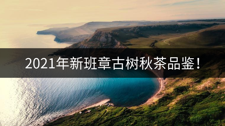 2021年新班章古樹(shù)秋茶品鑒！