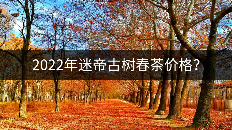 2022年迷帝古樹春茶價(jià)格？
