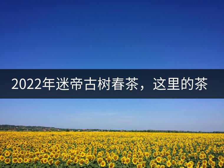 2022年迷帝古樹春茶，這里的茶 皇帝都著迷