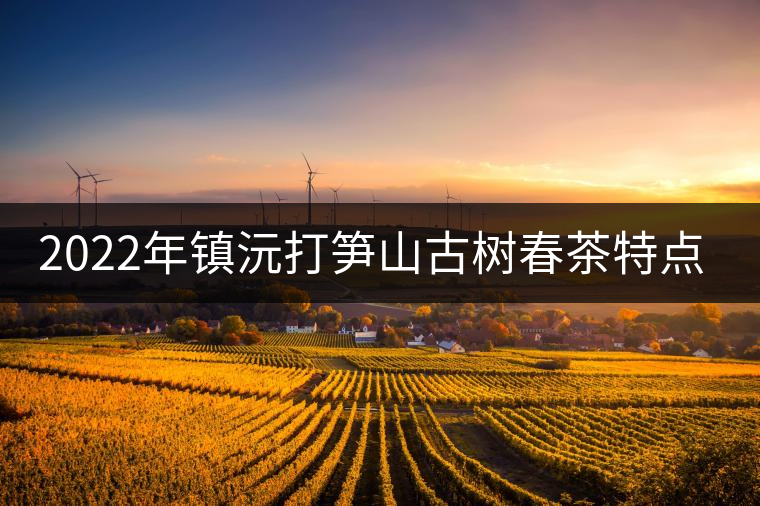 2022年鎮(zhèn)沅打筍山古樹春茶特點？