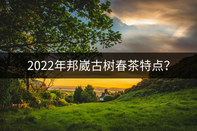 2022年邦崴古樹春茶特點？