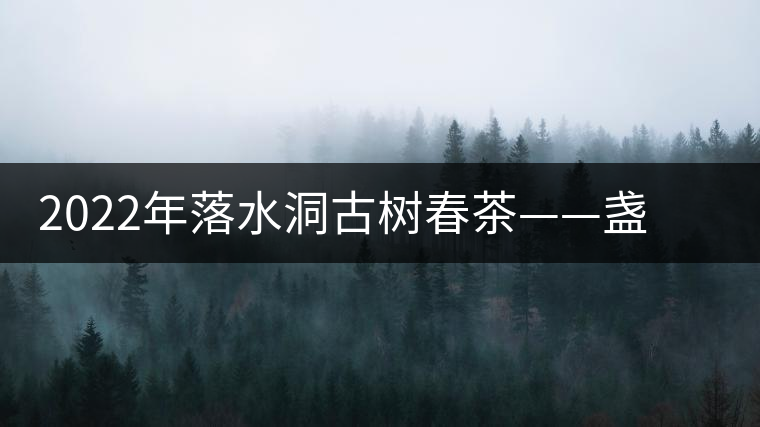 2022年落水洞古樹(shù)春茶——盞盛琥珀光，柔甜入人心