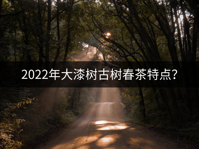 2022年大漆樹古樹春茶特點(diǎn)？
