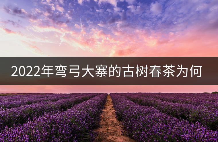 2022年彎弓大寨的古樹春茶為何如此之珍貴？