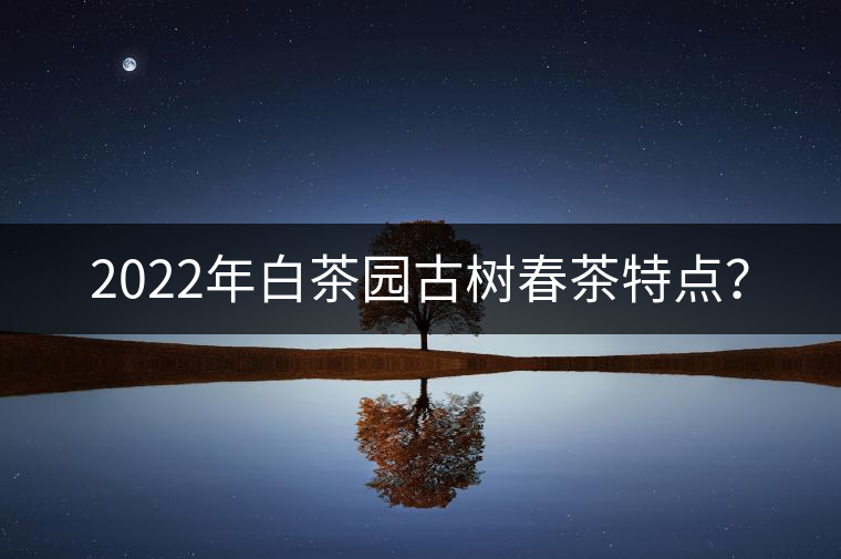 2022年白茶園古樹(shù)春茶特點(diǎn)？