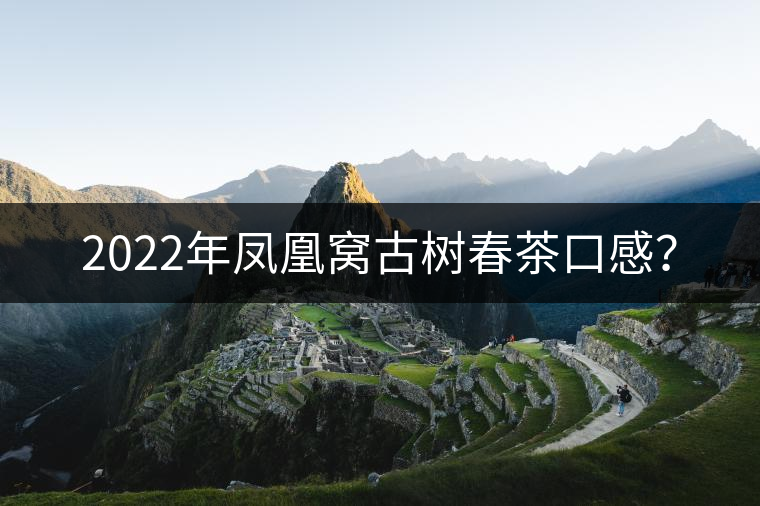 2022年鳳凰窩古樹春茶口感？
