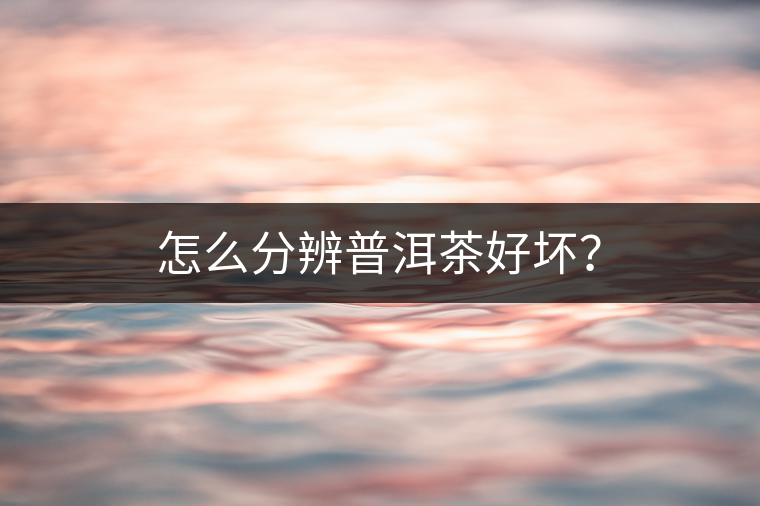 怎么分辨普洱茶好壞？