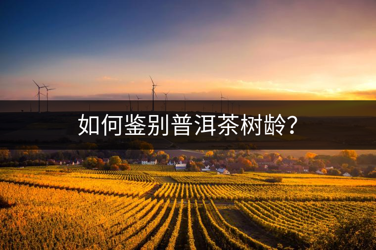 如何鑒別普洱茶樹齡？