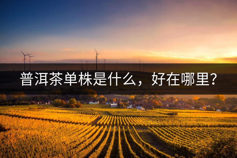 普洱茶單株是什么，好在哪里？