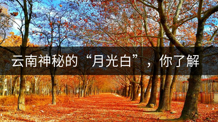 云南神秘的“月光白”，你了解多少？