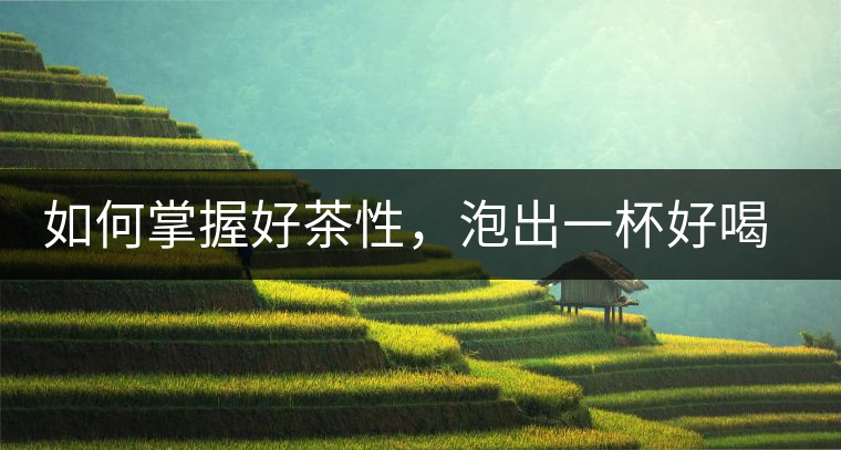 如何掌握好茶性，泡出一杯好喝的普洱熟茶？