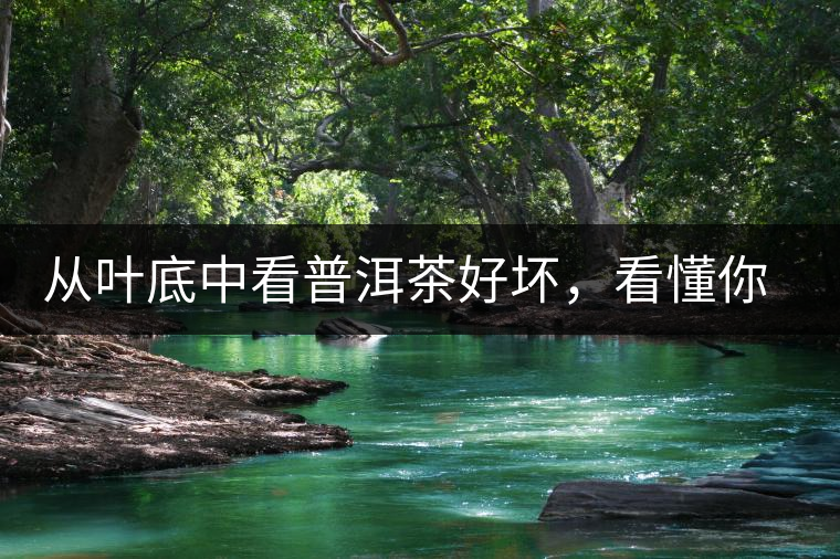 從葉底中看普洱茶好壞，看懂你就是真正的茶界高手！