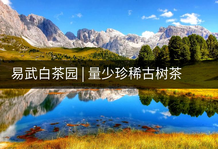 易武白茶園 | 量少珍稀古樹茶、易武茶中的佼佼者~香揚水柔有內(nèi)質(zhì)