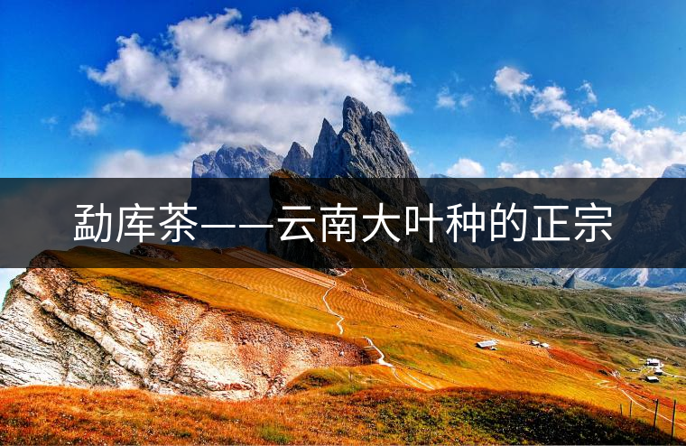 勐庫茶——云南大葉種的正宗 勐庫茶——云南大葉種的正宗