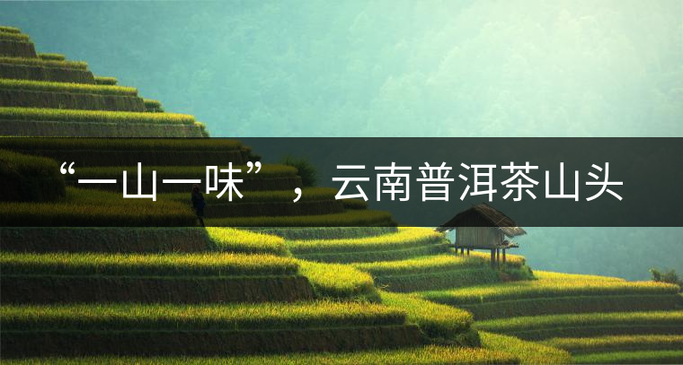 “一山一味”，云南普洱茶山頭茶的真實(shí)意義！