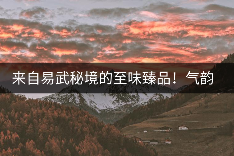 來自易武秘境的至味臻品！氣韻強(qiáng)勁，余韻深邃，一口喚醒你的味蕾~