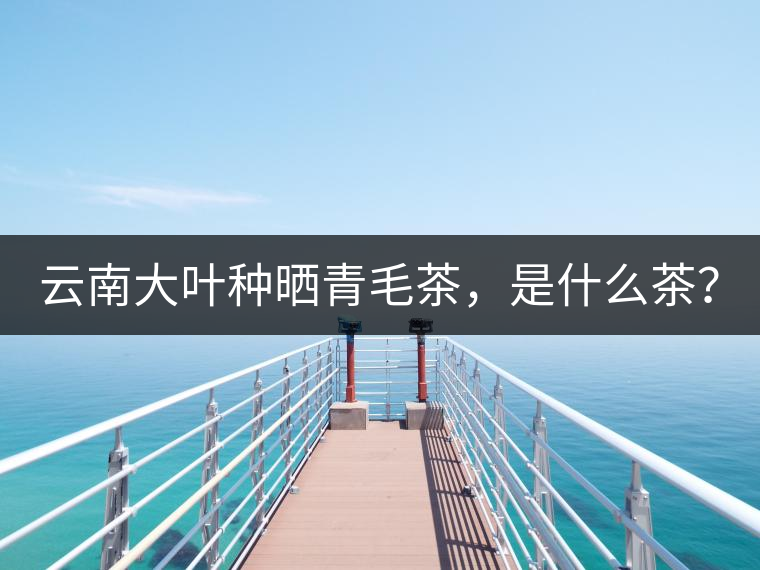 云南大葉種曬青毛茶，是什么茶？