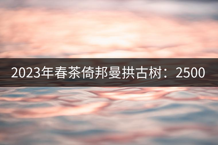 2023年春茶倚邦曼拱古樹：2500-3000元／公斤，貓耳朵6000元／公斤
