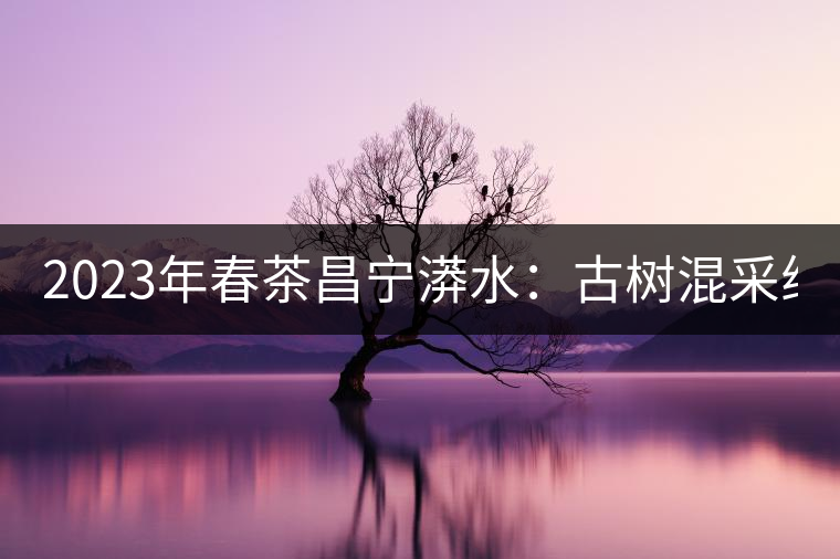 2023年春茶昌寧漭水：古樹混采純料480-600元／公斤，大樹360-420元／公斤，臺地260-300元／公斤，古樹單株均價880-1200元／公斤。