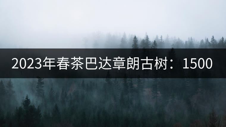 2023年春茶巴達(dá)章朗古樹：1500-1600元／公斤，喬木250元／公斤