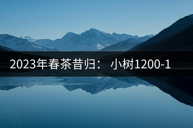 2023年春茶昔歸： 小樹1200-1600元／公斤，大樹4500-5200元／公斤，古樹7500-9000元／公斤.