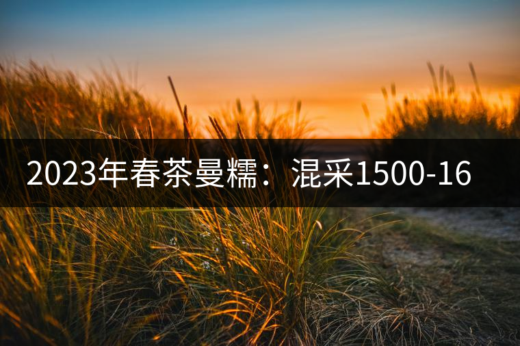 2023年春茶曼糯：混采1500-1600元／公斤，挑采2000-2400元／公斤