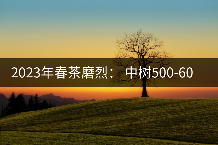 2023年春茶磨烈： 中樹500-600元／公斤，古樹混采：2200-2600元／公斤