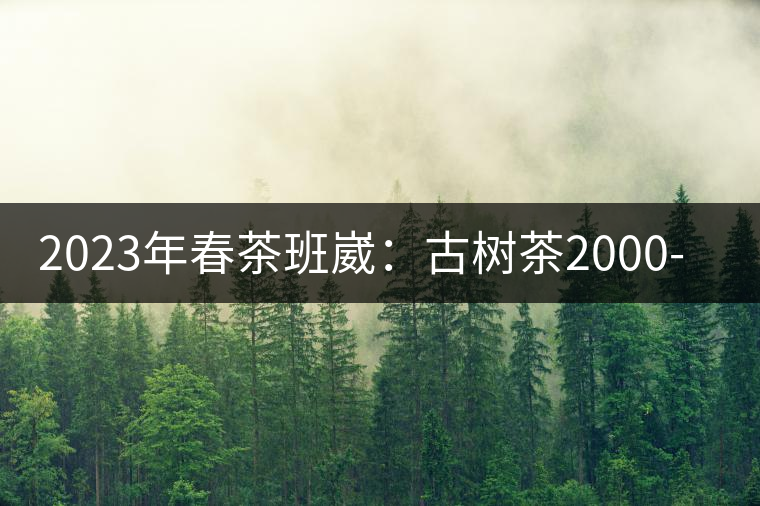 2023年春茶班崴：古樹(shù)茶2000-2500元／公斤