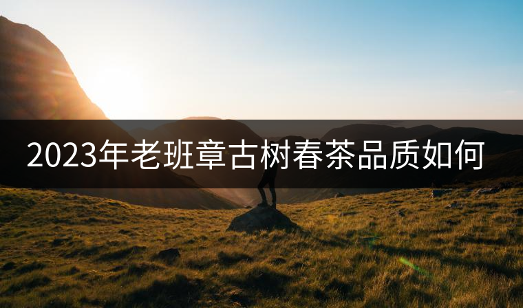 2023年老班章古樹春茶品質如何？