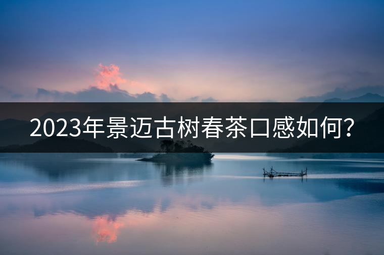 2023年景邁古樹春茶口感如何？