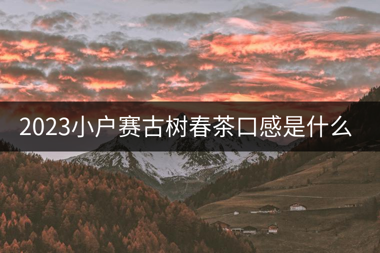 2023小戶賽古樹春茶口感是什么？