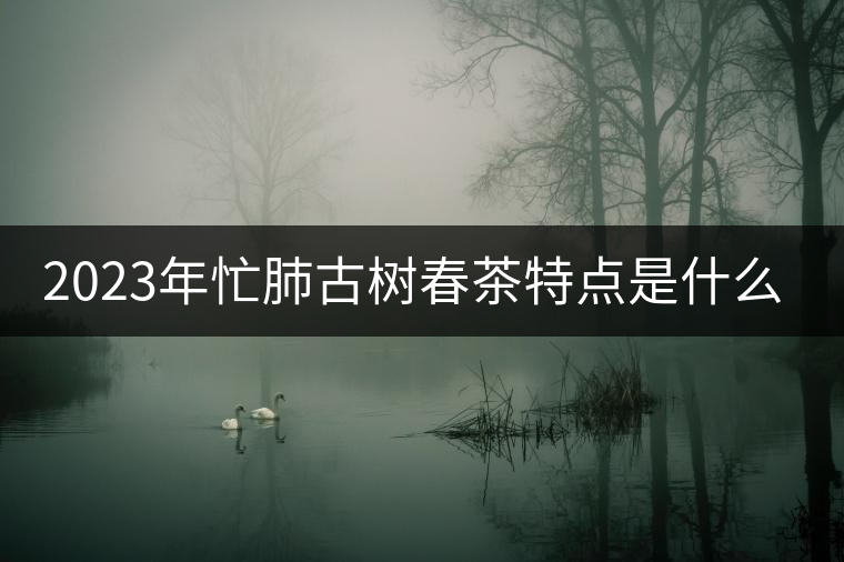 2023年忙肺古樹春茶特點(diǎn)是什么？