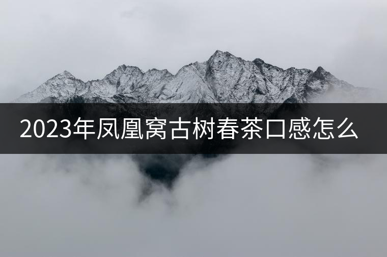 2023年鳳凰窩古樹(shù)春茶口感怎么樣？