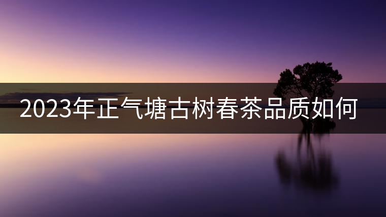 2023年正氣塘古樹(shù)春茶品質(zhì)如何？