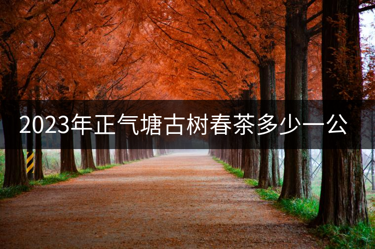 2023年正氣塘古樹(shù)春茶多少一公斤？