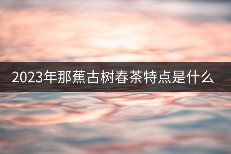2023年那蕉古樹春茶特點(diǎn)是什么？