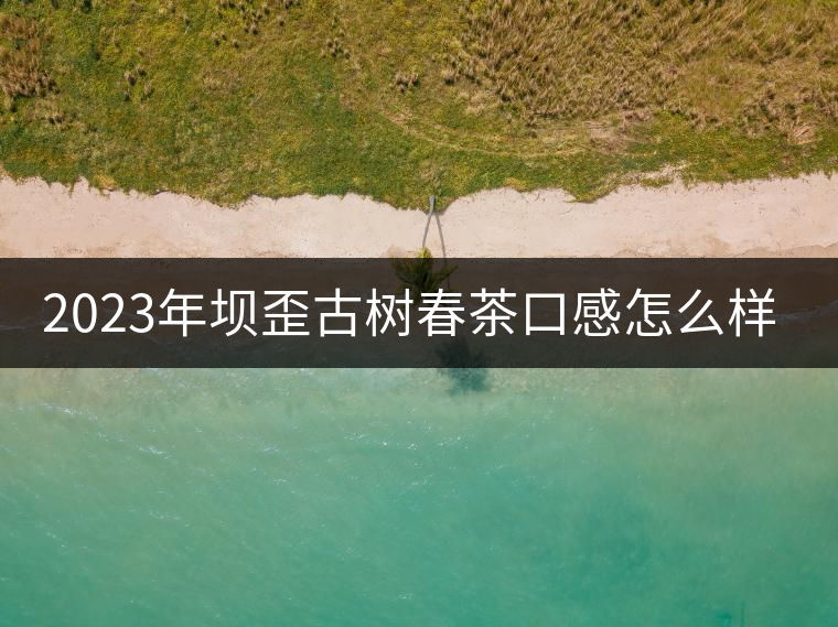 2023年壩歪古樹春茶口感怎么樣？