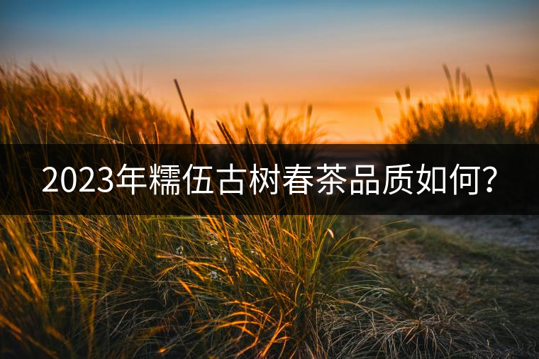 2023年糯伍古樹春茶品質(zhì)如何？