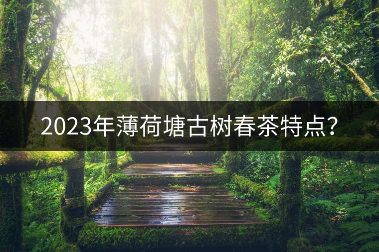 2023年薄荷塘古樹春茶特點(diǎn)？