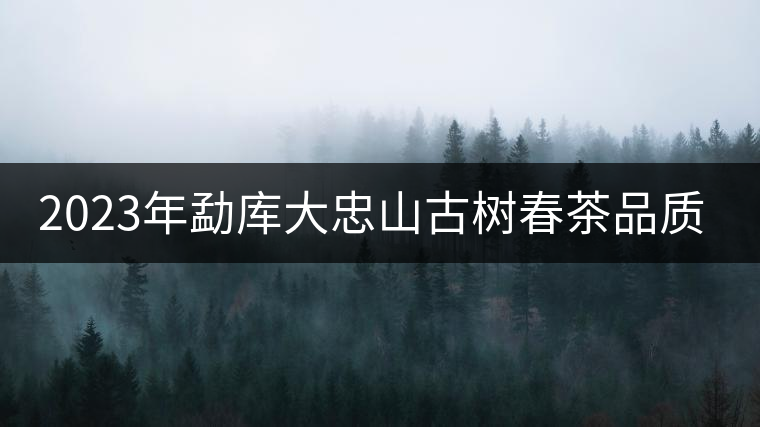 2023年勐庫大忠山古樹春茶品質(zhì)怎么樣？