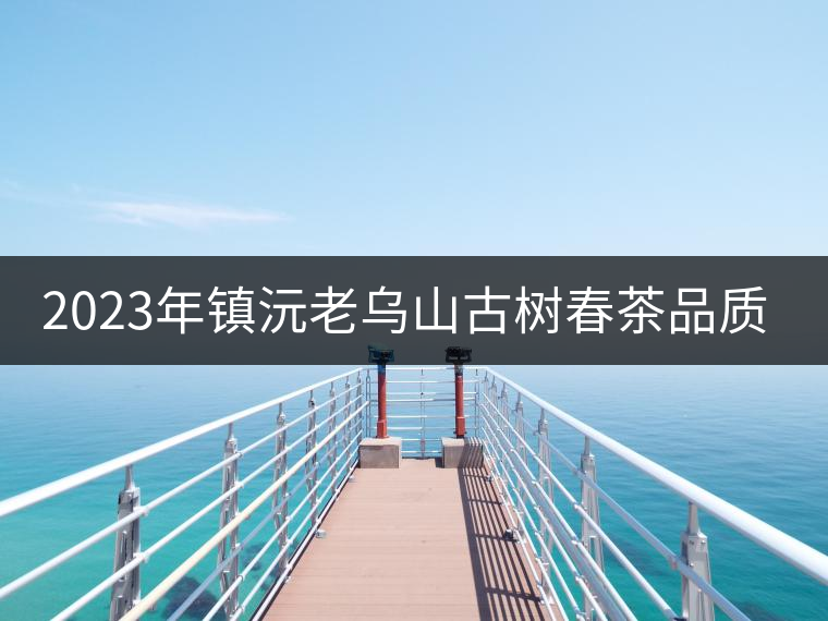 2023年鎮(zhèn)沅老烏山古樹春茶品質(zhì)如何？