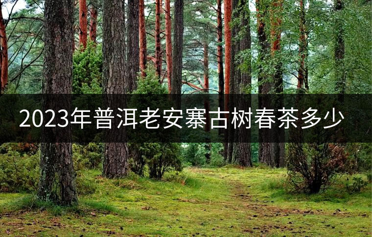 2023年普洱老安寨古樹春茶多少一公斤？