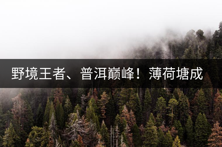 野境王者、普洱巔峰！薄荷塘成為普洱無(wú)冕之王的十大原因