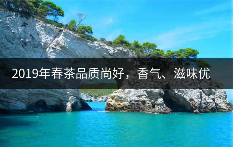 2019年春茶品質(zhì)尚好，香氣、滋味優(yōu)于去年