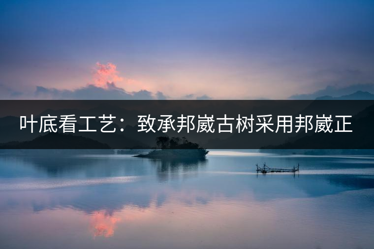 葉底看工藝：致承邦崴古樹采用邦崴正山三百至五百年古茶樹頭春鮮葉。經(jīng)手工殺青，石墨壓制，餅型周正，嚴守傳統(tǒng)工藝；葉底鮮活，幾乎無糊點，前期殺青較輕，這樣更利于后期轉(zhuǎn)化。