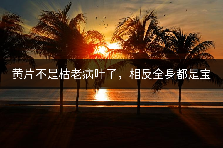 黃片不是枯老病葉子，相反全身都是寶