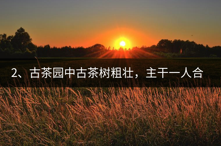 2、古茶園中古茶樹粗壯，主干一人合圍吃力，枝杈壯碩