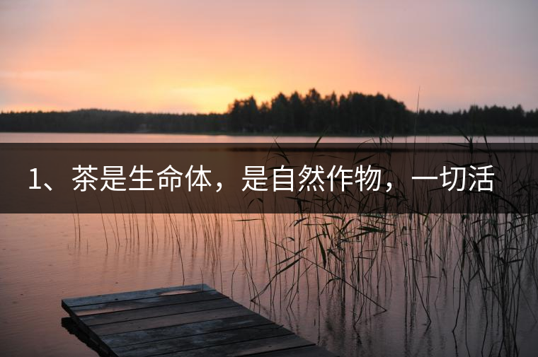 1、茶是生命體，是自然作物，一切活動受自然規(guī)律影響。