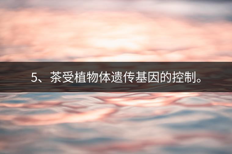 5、茶受植物體遺傳基因的控制。
